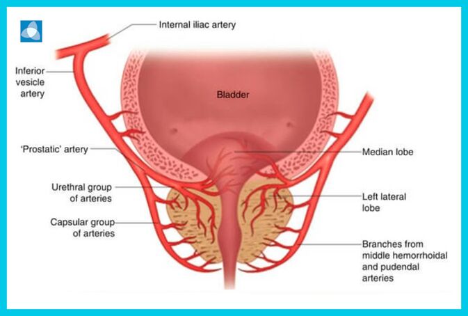 Presentation of the prostate